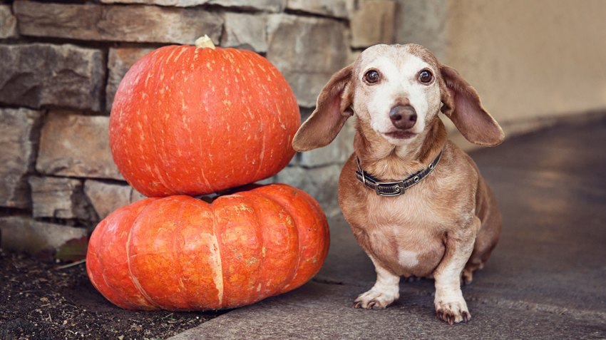 Canned Pumpkin for Dogs and Cats