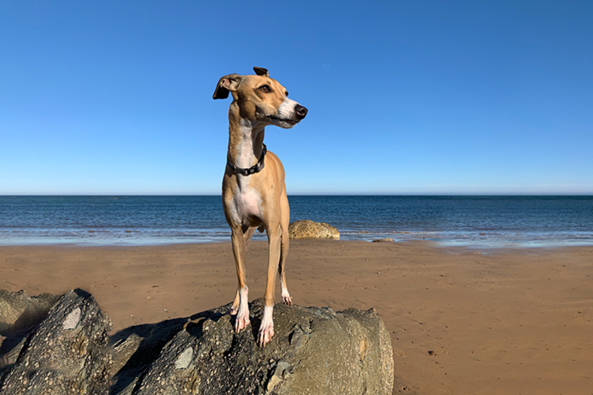 Italian Greyhound funfact