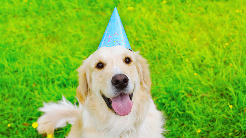 Pet Birthday Infographic