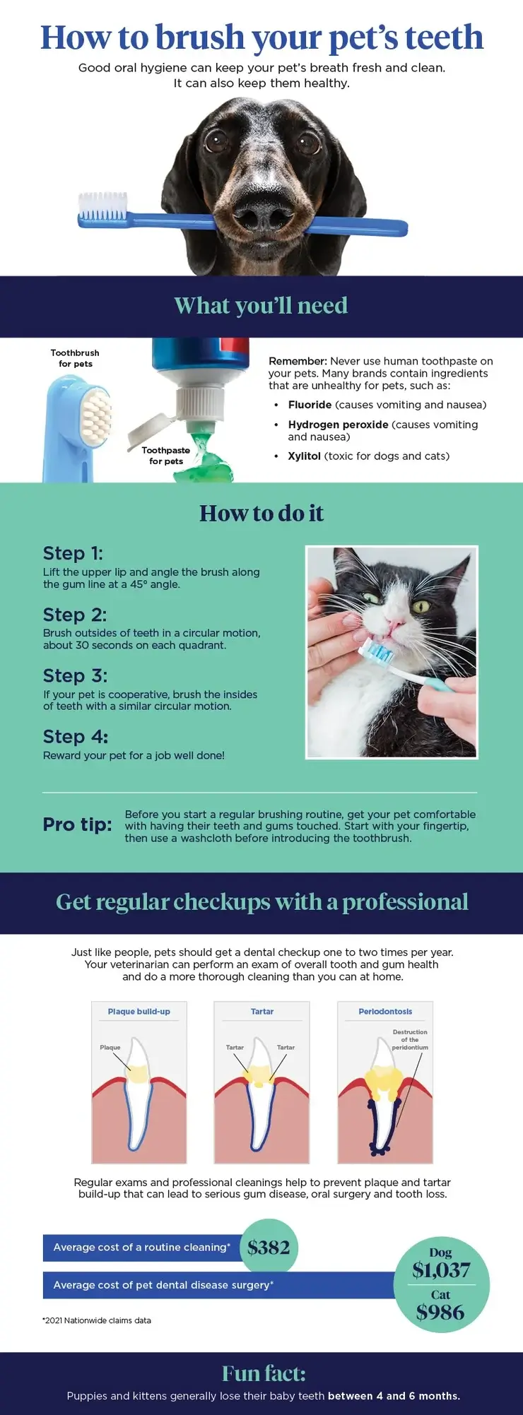 8575 INF Dental Infographic 2022 petins-1