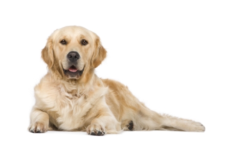 Golden standing — health planner for puppies through senior dogs