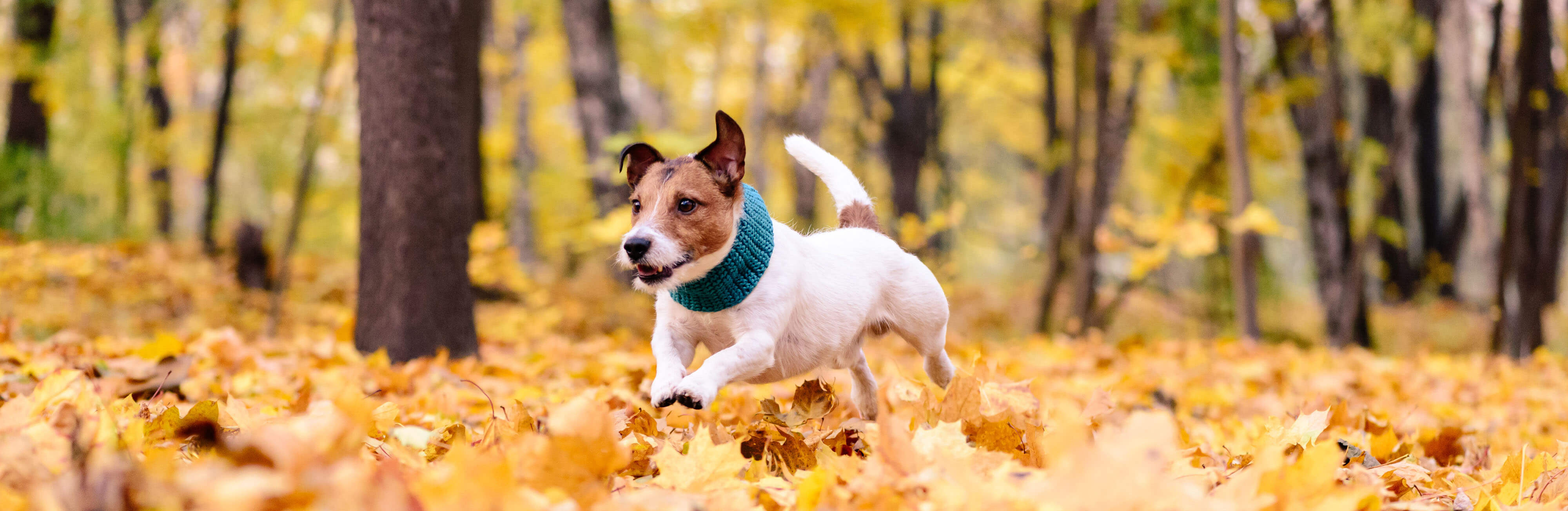 Fall allergens