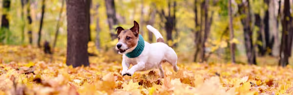 Fall allergens