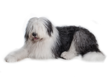 Old English sheepdog standing — health planner for puppies through senior dogs