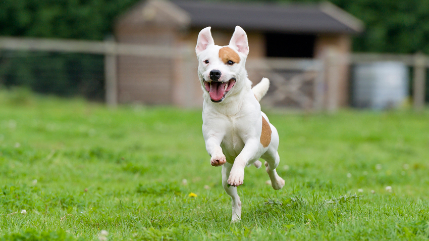 mixed breed dogs