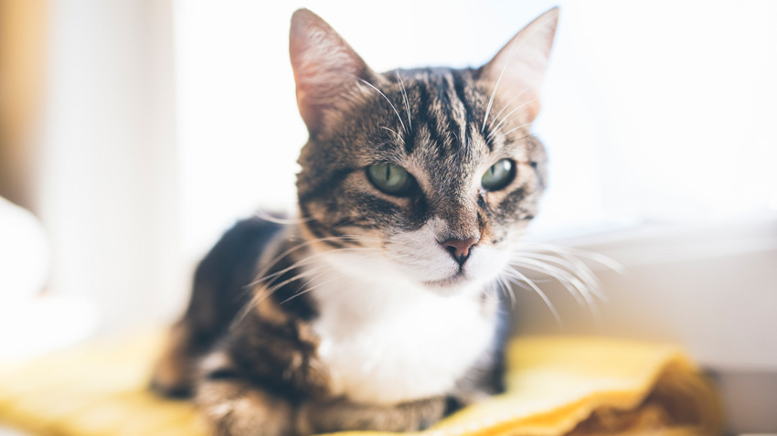 Cat On Bed