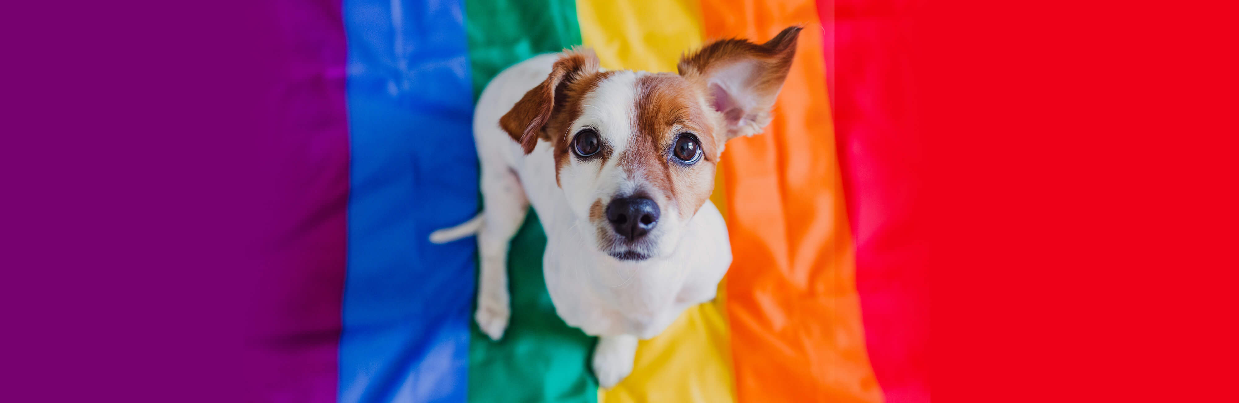 Celebrate Pride with LGBTQ+-owned pet businesses