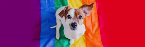 Celebrate Pride with LGBTQ+-owned pet businesses