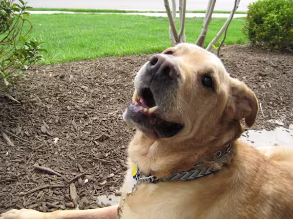 sampson