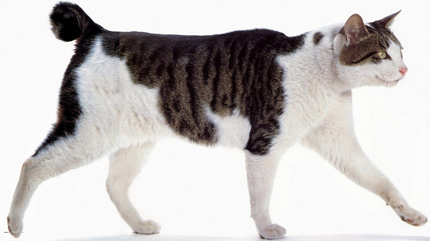 Japanese Bobtail Cats | Pet Health Insurance & Tips