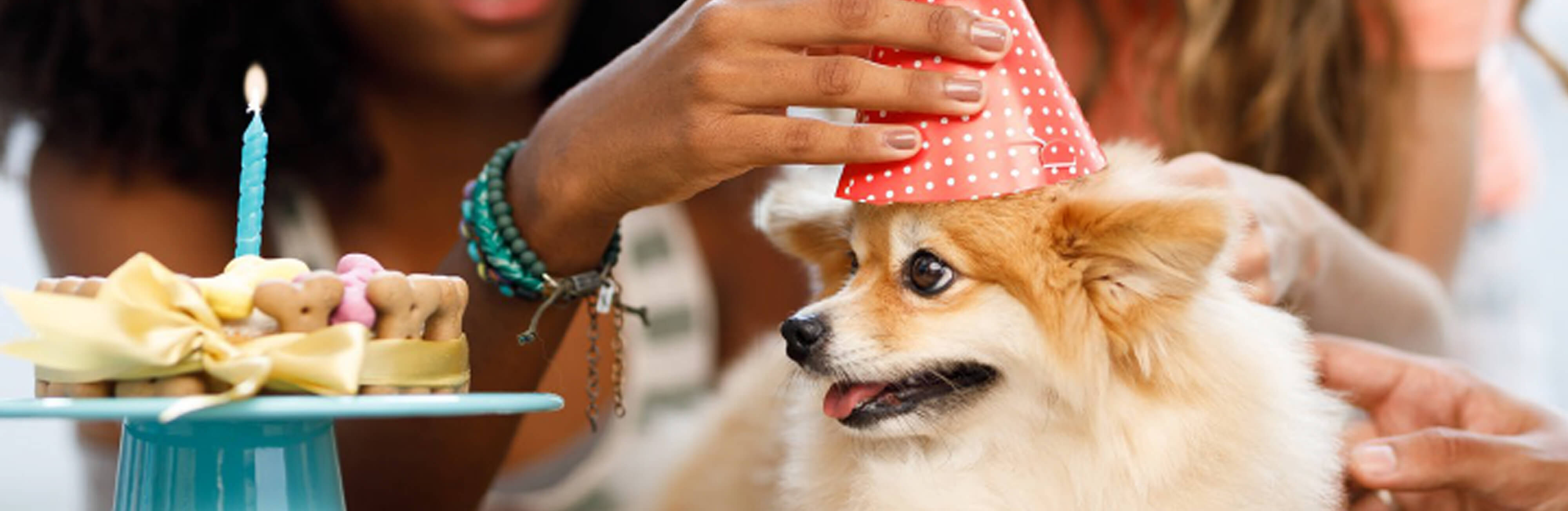 Celebrate National Pet Month