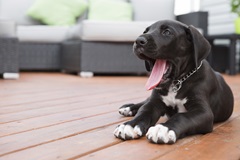 puppy yawning
