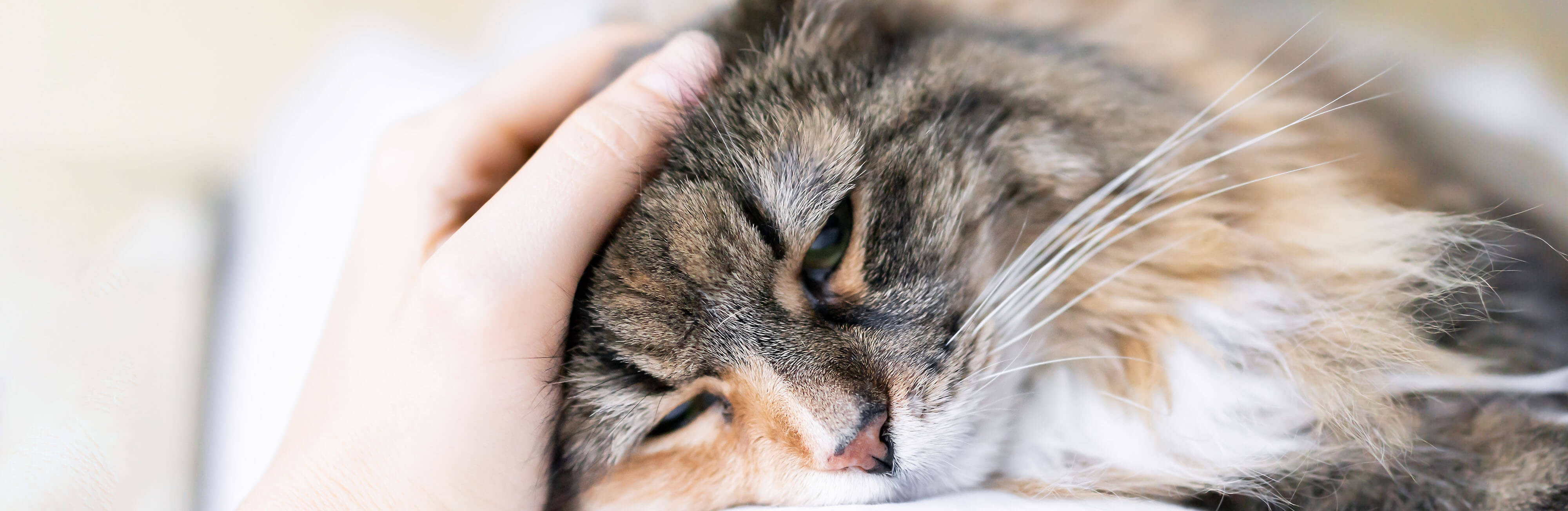 How to spot signs of illness in cats