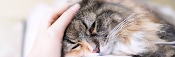 How to spot signs of illness in cats
