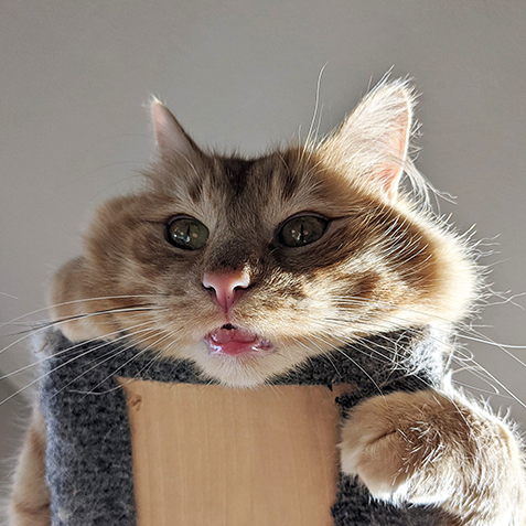 Cattila the Hun