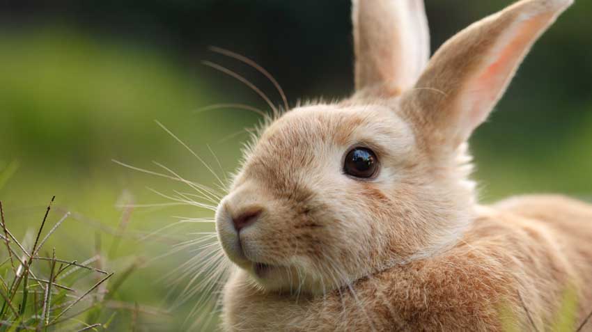 Adopting Rabbits