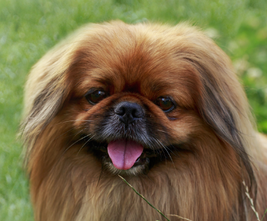 Pekingese
