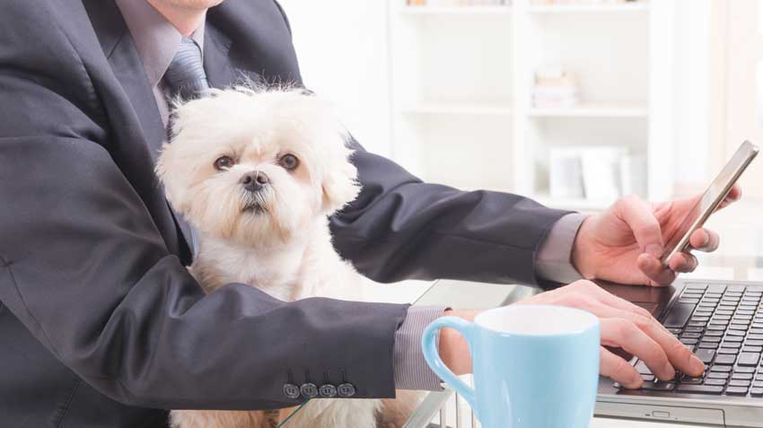 Pet Etiquette at the Office Infographic