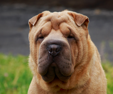 Chinese Shar-Pei