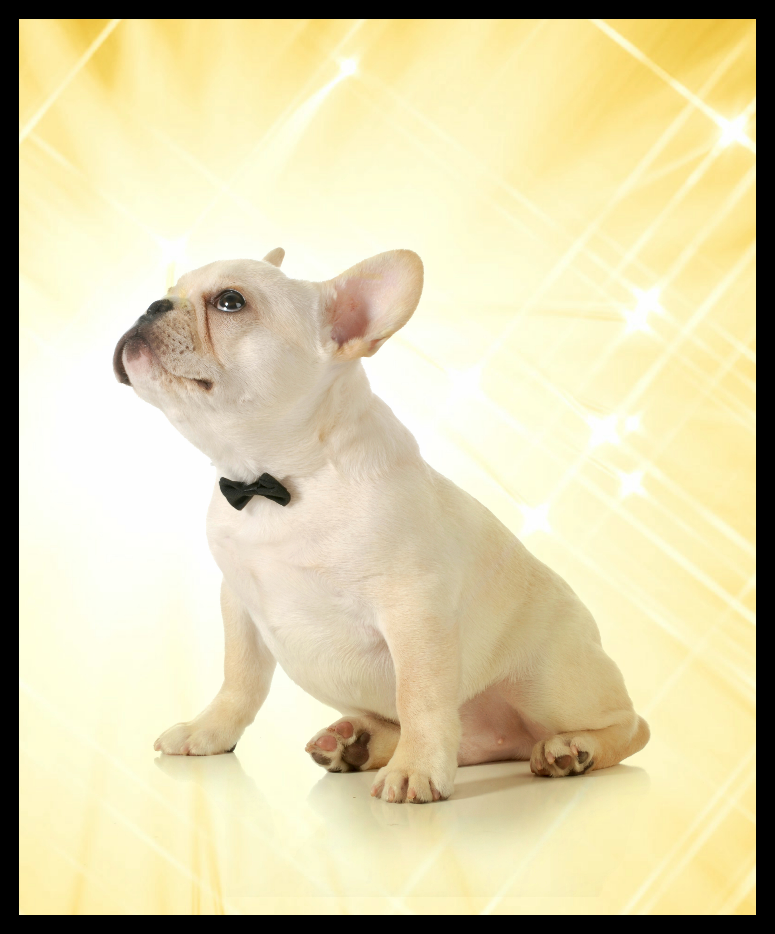 Oscar-Frenchie