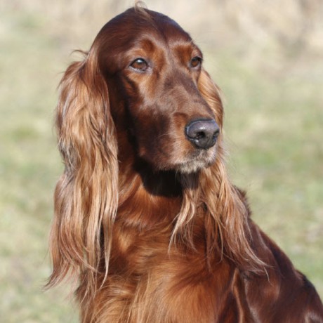 Irish Setter21-460x460