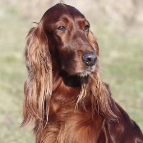 Irish Setter21-460x460