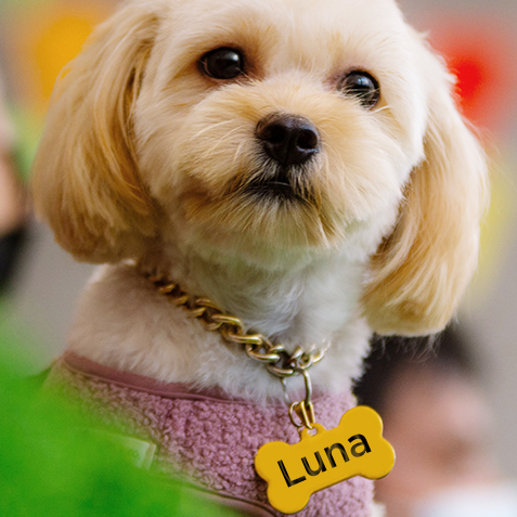 10377B CON Wacky Pet Name Blog
