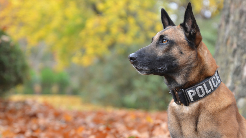 dog breeds used by police