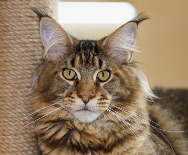 Maine Coon