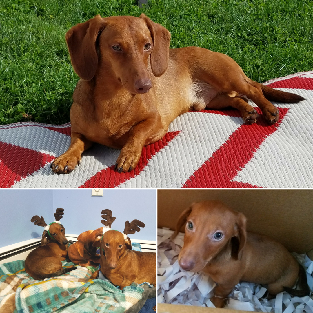 Collage1-4