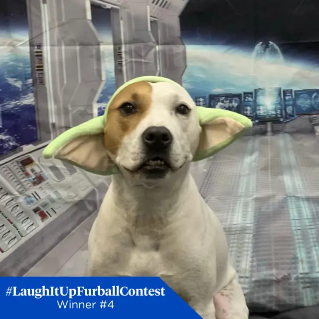 04 Winner FB mrcheeks Deez Cheeks