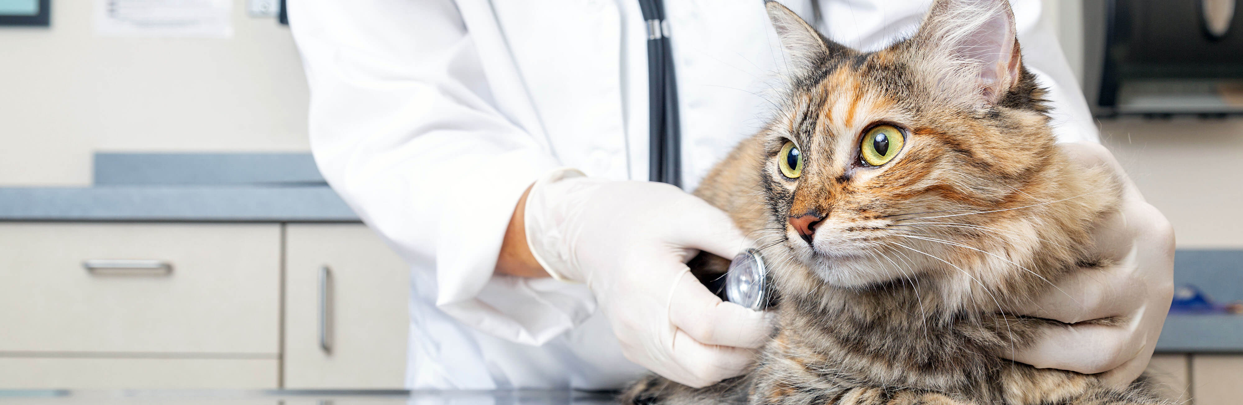 Watch out for these surprising holiday pet hazards