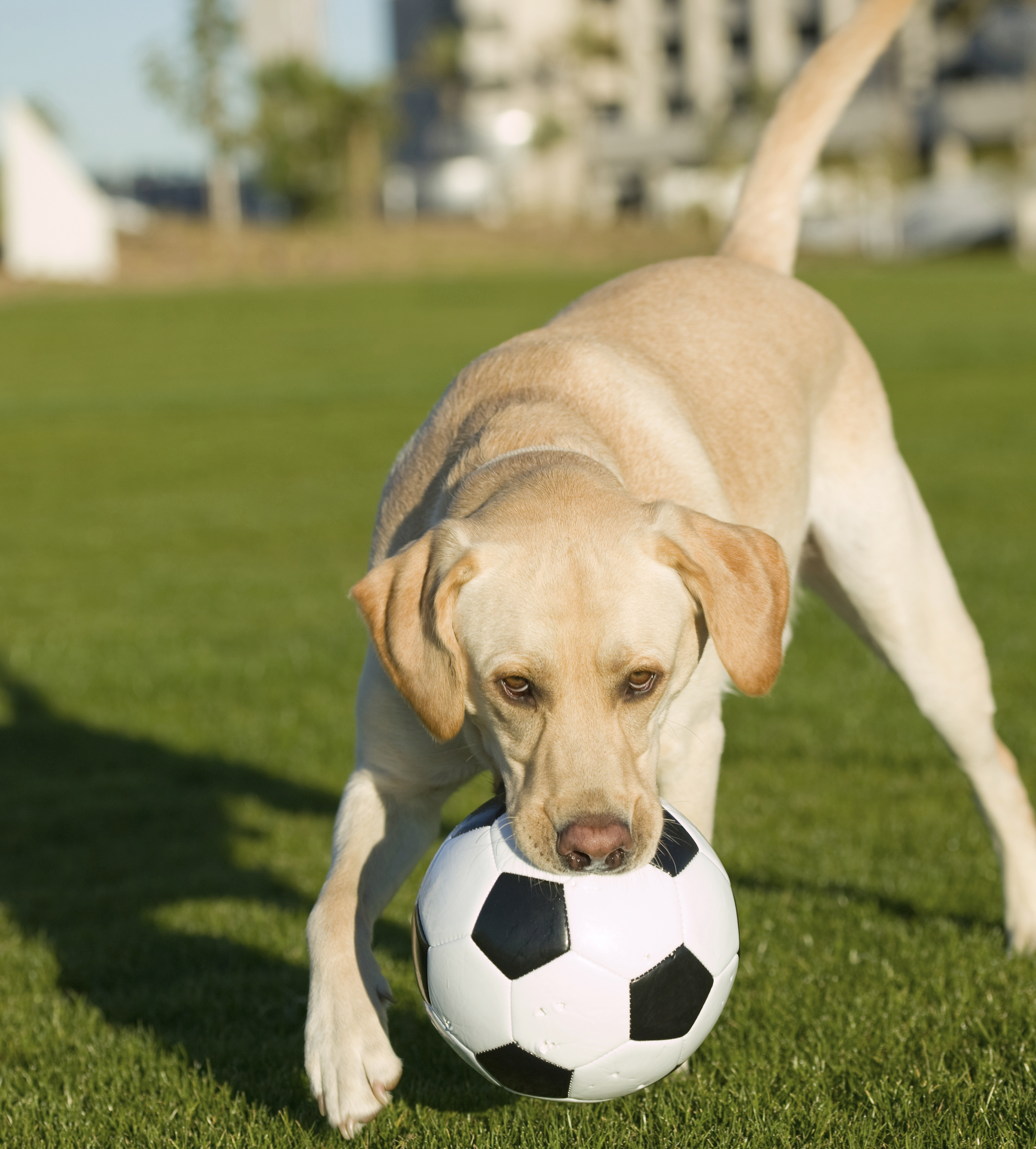 Dog-Soccer-Fifa