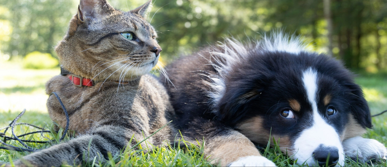 Dog and cat together