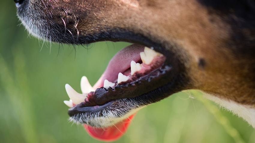 6 Signs of Pet Dental Disease