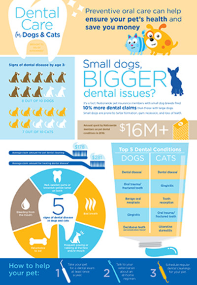 Tooth or Consequences Infographic | Pet Health Insurance & Tips