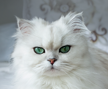 Persian