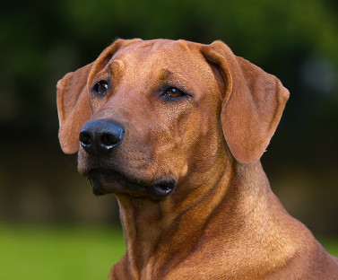 Rhodesian Ridgeback