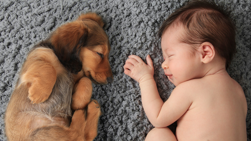 can newborn babies be around dogs