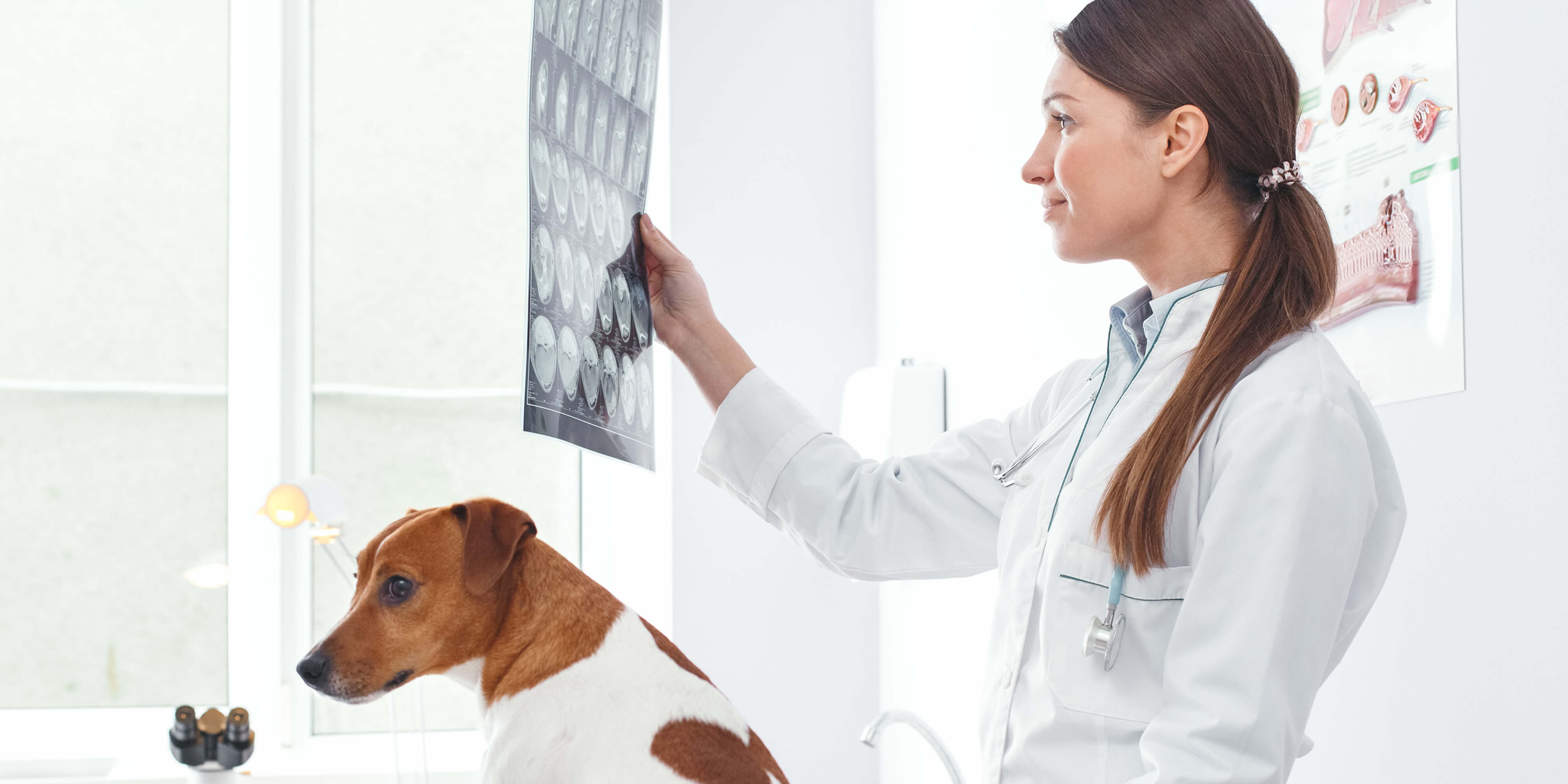 Hambone Awards: From a veterinarian’s perspective