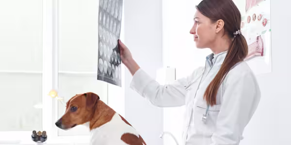 Hambone Awards: From a veterinarian’s perspective