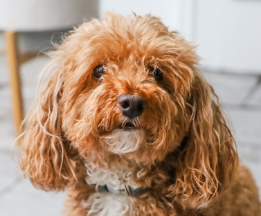 Bichpoo