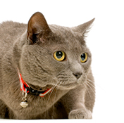 Chartreux Cats Pet Health Insurance Tips