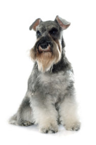 Schnauzer Miniature standing — health planner for puppies through senior dogs