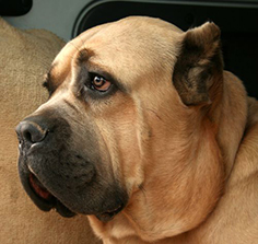 Cane Corso Dogs | Pet Health Insurance & Tips
