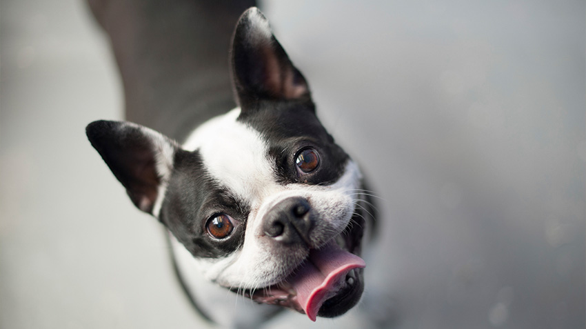 Are Boston Terriers Good with Cats? (Can a Boston Terrier Live with a Cat?)  in 2023