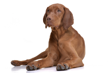 Vizsla standing — health planner for puppies through senior dogs