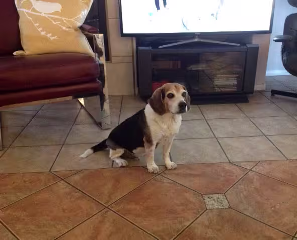 Buddy-Flip