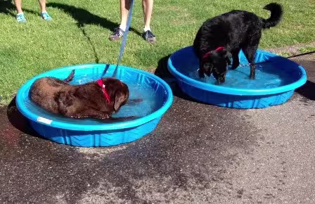 Pool2
