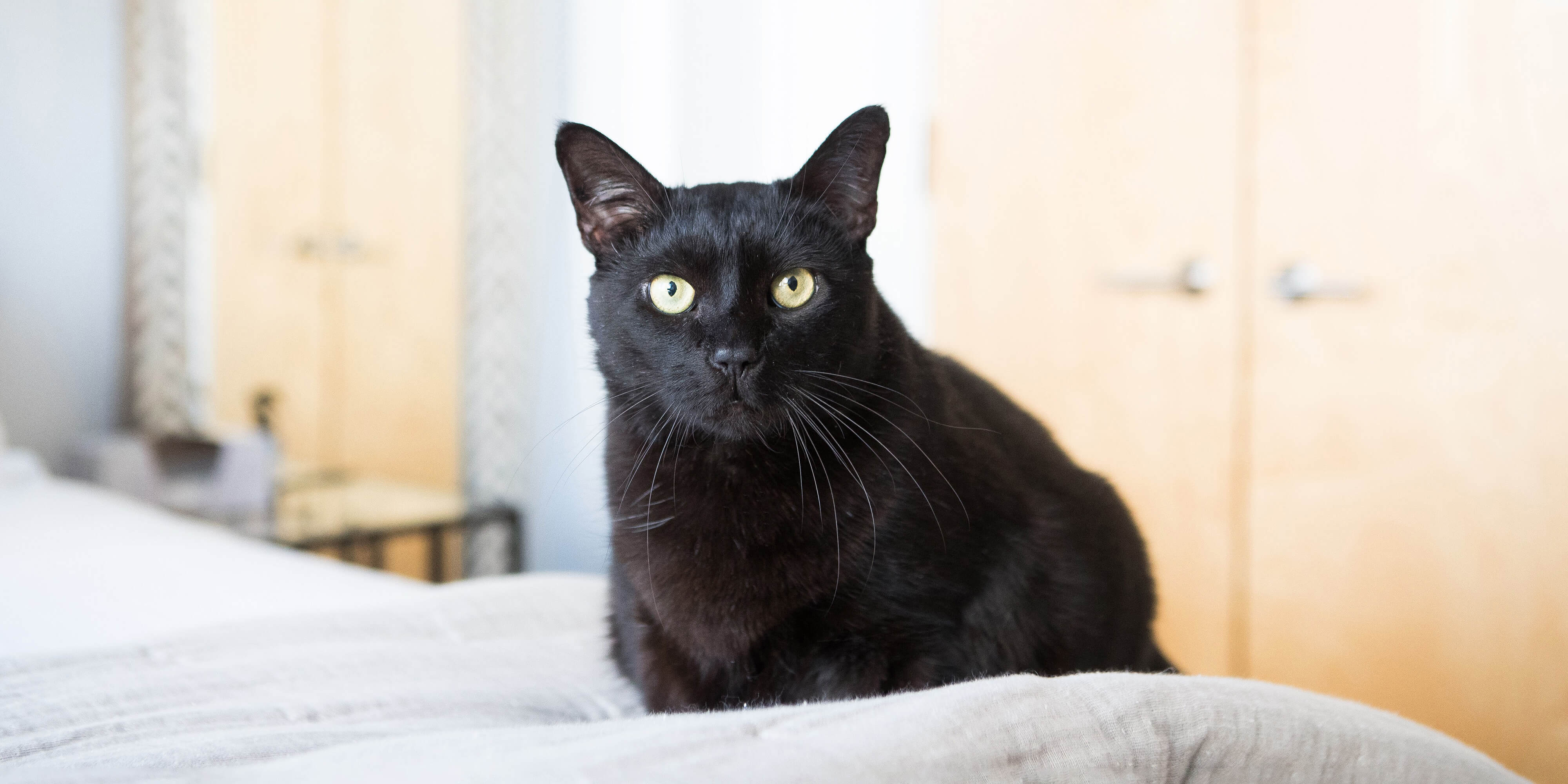 Black cat has unlucky run-in with folding sofa